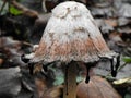 Shaggy Mane Mushroom ink cap