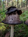 Shaggy Mane Mushroom in the woods