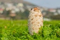 Shaggy Mane Wild edible mushroom growing in a country meadow