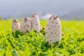 Shaggy Mane Wild edible mushroom growing in a country meadow