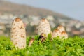 Shaggy Mane Wild edible mushroom growing in a country meadow