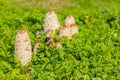 Shaggy Mane Wild edible mushroom growing in a country meadow