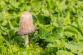 Shaggy Mane Wild edible mushroom growing in a country meadow Royalty Free Stock Photo