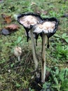 Shaggy Manes - Coprinus comatus