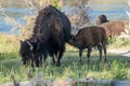 Shaggy Mother Bison Feeds Young Bison Royalty Free Stock Photo