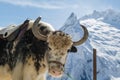 Shaggy muzzle of a yak on the background of the beautiful white mountains of the Caucasus, close-up Royalty Free Stock Photo