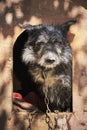 Shaggy old dog chained in a muddy cage looking sad Royalty Free Stock Photo