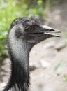 Shaggy ostrich Royalty Free Stock Photo