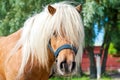 Shaggy palomino shetland pony head. Closeup summetime outdoors i