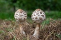 Shaggy parasol chlorophyllum rhacodes mushrooms