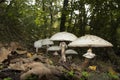 Shaggy Parasol, chlorophyllum rhacodes, mushrooms in the forest