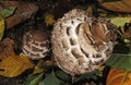 SHAGGY PARASOL macrolepiota rhacodes, NORMANDY IN FRANCE Royalty Free Stock Photo