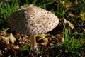 Shaggy parasol mushroom cap Royalty Free Stock Photo