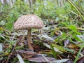 Shaggy parasol mushroom Royalty Free Stock Photo