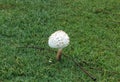 Shaggy parasol mushroom Chlorophyllum rhacodes grows on green grass Royalty Free Stock Photo