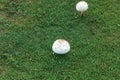 Shaggy parasol mushroom Chlorophyllum rhacodes grows on green grass Royalty Free Stock Photo