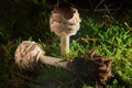 A shaggy parasol mushroom growing in the forest Royalty Free Stock Photo