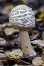 Shaggy parasol mushroom macrolepiota rhacodes growing in the forest of northern Spain Royalty Free Stock Photo