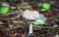 A shaggy parasol mushroom Macrolepiota rhacodes Royalty Free Stock Photo