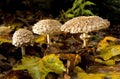 Shaggy Parasol Mushrooms