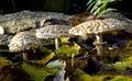 Shaggy Parasol Mushrooms