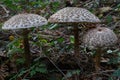 Parasol Mushrooms, spectacular, upstanding and outstanding.