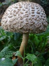 Shaggy Parasol mushrooms spectacular, upstanding, and outstanding.