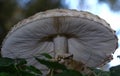 Shaggy Parasol mushrooms spectacular, upstanding, and outstanding.