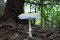 Shaggy Parasol mushrooms spectacular, upstanding, and outstanding.