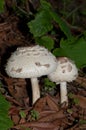 Shaggy parasol.