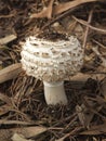 Shaggy Parasol toadstool