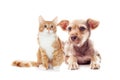 Shaggy puppy and kitten Royalty Free Stock Photo