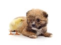 Shaggy puppy and little chicken Royalty Free Stock Photo