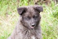 Shaggy puppy sitting on the grass Royalty Free Stock Photo