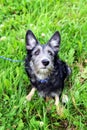 Shaggy puppy is walking in a park. Royalty Free Stock Photo