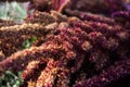 Shaggy red plant in the fall.