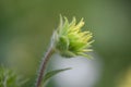 Mohrâs rosinweed, Silphium mohrii, budding flower Royalty Free Stock Photo