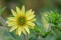 Mohrs rosinweed Silphium mohrii, pale yellow flower and buds Royalty Free Stock Photo