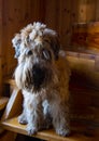 A shaggy sad dog sits on the wooden steps inside the house