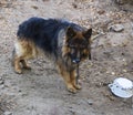 A shaggy, sad, hungry dog on a long iron chain and collar, guard Royalty Free Stock Photo