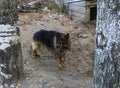 A shaggy, sad, hungry dog on a long iron chain and collar, guard Royalty Free Stock Photo