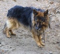 A shaggy, sad, hungry dog on a long iron chain and collar, guard Royalty Free Stock Photo