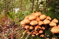 Shaggy Scalycap - Pholiota squarrosa fungi. Royalty Free Stock Photo