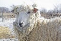 Shaggy sheep Royalty Free Stock Photo