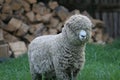 Shaggy sheep