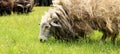 Shaggy sheep nibbling grass. Animal husbandry in the countryside