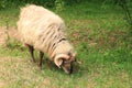 Shaggy sheep nibbling grass. Animal husbandry in the countryside