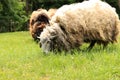 Shaggy sheep nibbling grass. Animal husbandry in the countryside