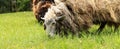 Shaggy sheep nibbling grass. Animal husbandry in the countryside