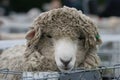 Shaggy sheep in the pens